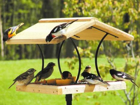 Krmítko pre vtáky: „jedáleň“ pre vtáky a záhradné dekorácie