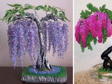 Làm wisteria từ hạt với các bức ảnh từng bước
